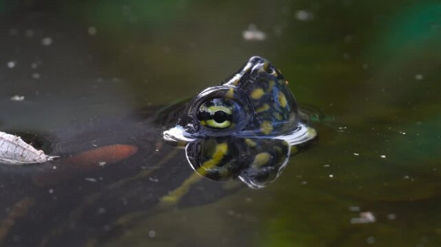 An aquatic turtle remains motionless, with half of its face above the water, calmly observing its surroundings. A serene and reflective moment in nature.