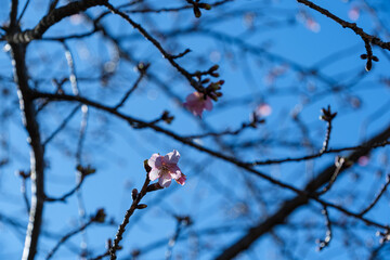 寒桜と青空