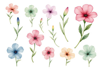 Fototapeta premium set of flowers