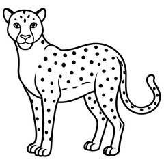 Cheetah