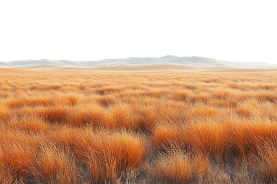 Vast field of golden grass under soft sunlight, creating a serene and tranquil natural scene.