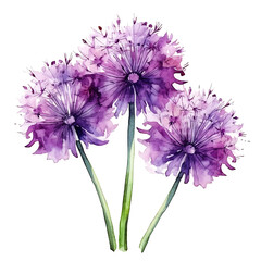 Fototapeta premium Purple Allium PNG Clipart