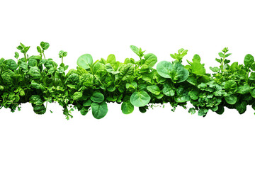 Obraz premium Vibrant green leafy plants on a white isolated background.
