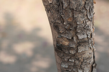 trunk of a tree,A bark on a tree, wooden texture. wooden industrail and environmental world day concept. Free space for text.