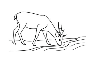Whitetail Deer Drinking from Stream, Line Art Illustration, Wildlife, Nature