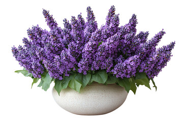 Fototapeta premium Vibrant purple flowers in a decorative pot, showcasing nature's beauty.