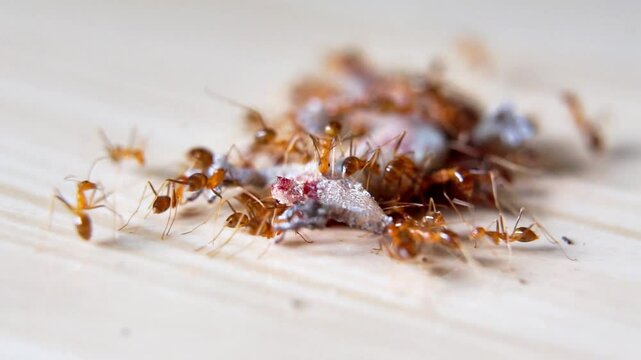 A group of red ants eating a dead lizard on a ceramic tile