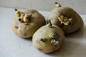 Sprouted Potatoes