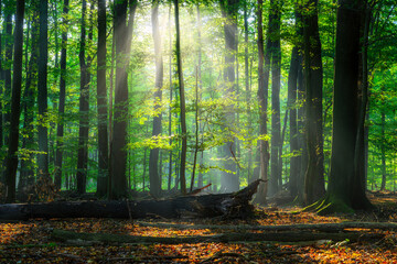 Fototapeta premium Beautiful sunny morning in green forest