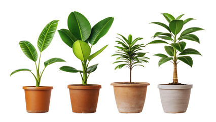 Collection of Potted Houseplants Rubber Plant, Banana Plant, Dracaena, Ficus