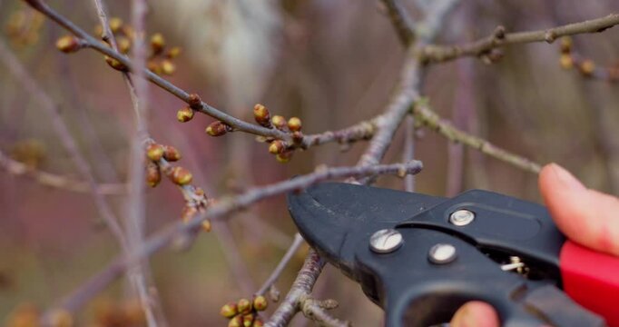 Pruning fruit tree branches in the garden in spring. Gardening close-up. Slow motion video in 4k