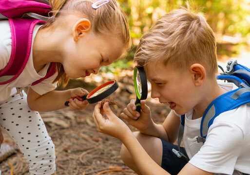 Children exploring nature forest, child discovery adventure	