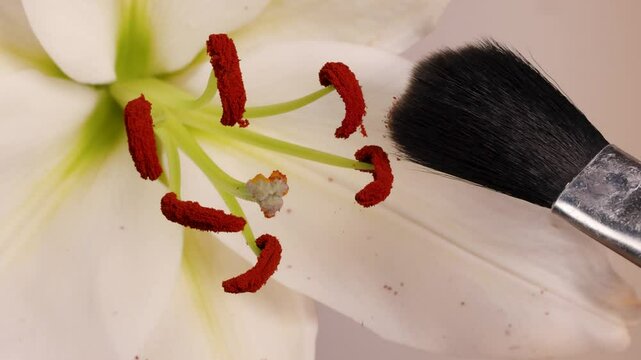 Manual Pollination of Lily Flower with Brush