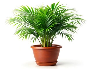 Obraz premium Panoramic view of a potted Areca palm in full bloom, isolated for striking indoor plant photography.