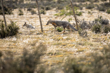 The South American gray fox (Lycalopex griseus), also known as the Patagonian fox, the chilla or zorro gris (gray fox or gray zorro) Torres del Paine National Park.