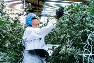A dedicated lab technician meticulously records data while examining cannabis plants.