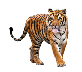 Obraz premium Regal Tiger: A majestic tiger with striking orange and black stripes confidently walks towards the viewer, showcasing its strength and beauty. A visual feast of vibrant colors and dynamic energy.