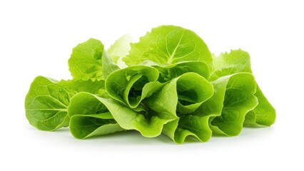 Fresh green lettuce piled together on a white background.