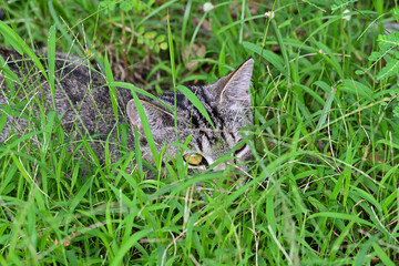 Photo of kitten tabby cat hiding in the grass with looking foward.