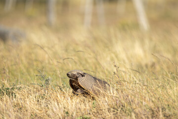 Patagonian Haired Armadillo (Chaetophractus villosus) in Torres del Paine National Park, Patagonia, Chile.	