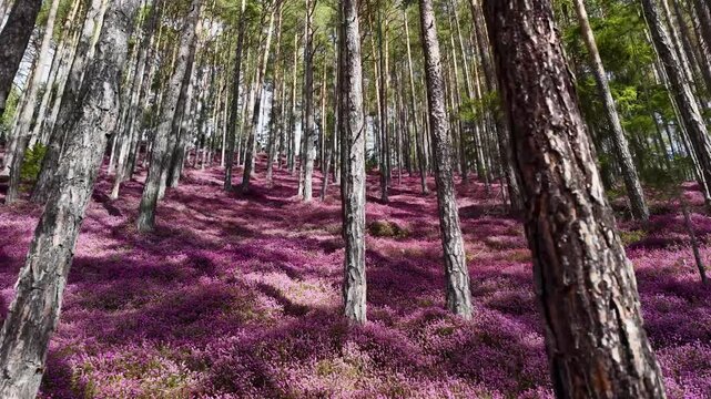 Hinterlobming - Erikabl&uuml;te am Matzlerberg - Heidekraut - Leoben - Steiermark - Murtal