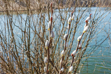 Willow branches by a calm lake in spring