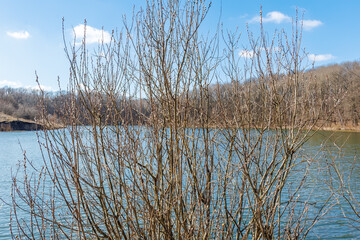 Willow branches by a calm lake in spring