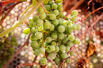 grapes on vine