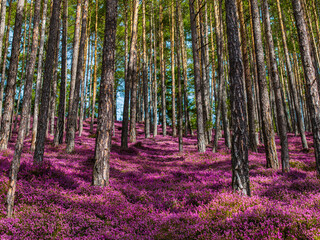 Hinterlobming - Erikablüte am Matzlerberg - Heidekraut - Leoben - Steiermark - Murtal