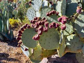 prickly pear cactus
