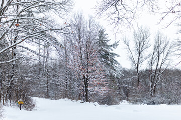 trees in the snow