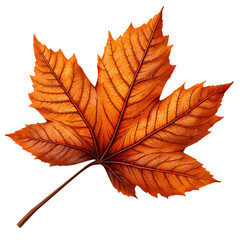Fototapeta premium A single, vibrant orange maple leaf, isolated on a transparent background. Perfect for autumnal designs, nature themes, or fall-themed projects.