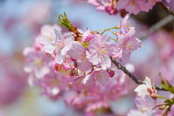  京都 淀水路の河津桜