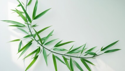 Fototapeta premium Bamboo branch with green leaves against a white background.