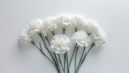 Lovely carnation flowers against a white background