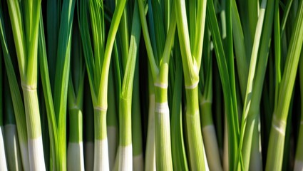 Obraz premium background green plant shoots