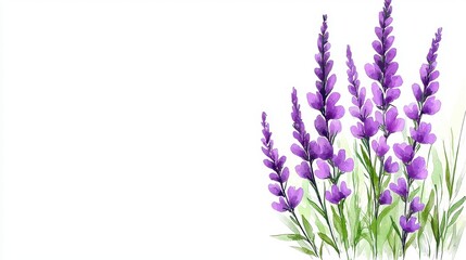 Fototapeta premium Watercolor Purple Lavender Flowers on White Background