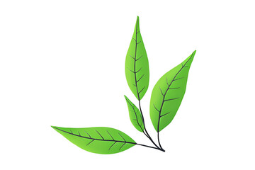 Fototapeta premium green leaves, branch, white background, isolated, no background