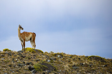 Guanaco (Lama Guanaco) in Torres del Paine National Park, Patagonia, Chile.