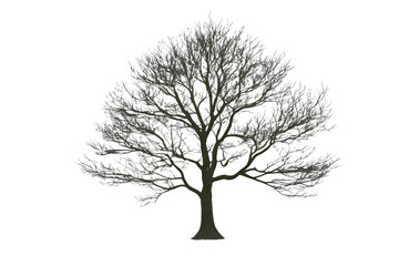 Fototapeta premium bare tree, white branches, white background, isolated, no background