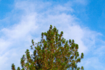 A tall green tree top under cloudy blue skytree, sky, branches, flowers, nature, blue, bloom,...