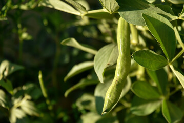 broad bean, broad, bean, fava, faba, plant, broad bean plant, pod, broad beans, vegetable, green, food, fresh, garden, beans, agriculture, closeup, legume, organic healthy, nature, vegetarian, natural