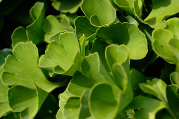 Fototapeta premium Ginko bilobo, green leaves of a medicinal plant close-up