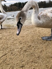 beautiful swans on the lake