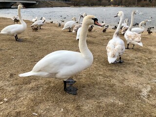 beautiful swans on the lake