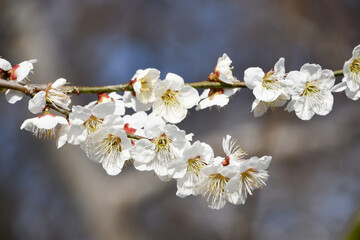 梅の花「白加賀」