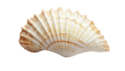 a beautifully detailed seashell showcasing natural patterns and textures often found on beaches it serves as a decorative item or a symbol of marine life and coastal beauty