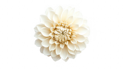 close-up white flower showcasing intricate petal arrangements emphasizing beauty and nature's design