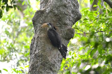 Adult Austen"s brown hornbill (Anorrhinus austeni), uprisen angle view, side shot, feeding with fruits and insects in the mouth to one in the cavity on tree trunk, Khao Yai NP, northeastern Thailand.