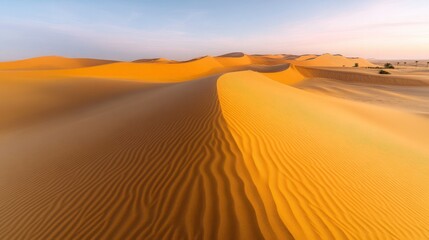 Golden Sand Dunes at Sunrise Desert Landscape Panorama
